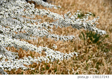 ユキヤナギ(雪柳) ユキヤナギ(雪柳) 138117243