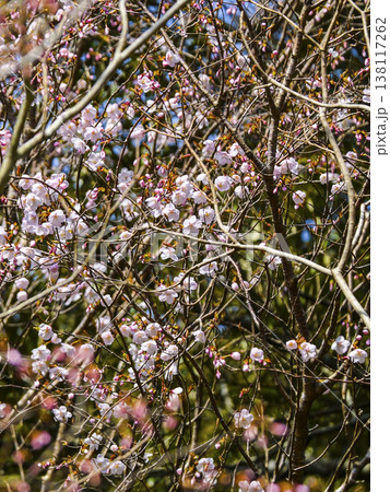 咲始めたクマノザクラ(湯川初花) 咲始めたクマノザクラ(湯川初花) 138117262