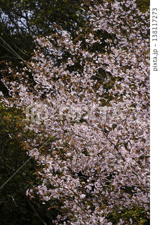 咲始めたクマノザクラ（那智勝浦町湯川にて） 138117273