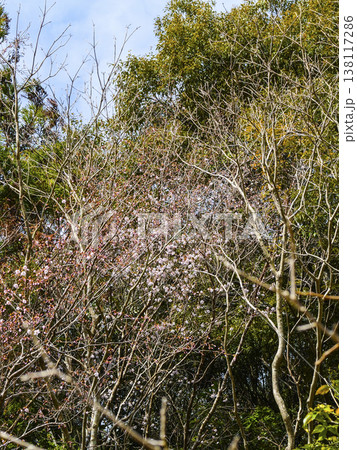 咲始めたクマノザクラ(湯川初花) 咲始めたクマノザクラ(湯川初花) 138117286