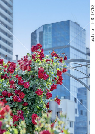 初夏に咲く赤いバラの花畑 初夏に咲く赤いバラの花畑 138117762