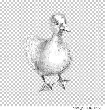 A realistic pencil drawing of a small, fluffy gosling. An isolated illustration for decorating farms, grocery stores, restaurants, and any spaces with a nature or agricultural theme. A realistic pencil drawing of a small, fluffy gosling. An isolated illustration for decorating farms, grocery stores, restaurants, and any spaces with a nature or agricultural theme. 138117778