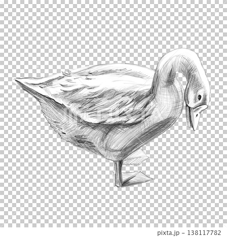 A realistic pencil drawing of a goose, side view. An isolated illustration for farms, grocery stores, restaurants, and any nature- or agriculture-themed spaces. 138117782