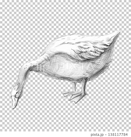 A realistic pencil drawing of a goose with an outstretched neck. An isolated illustration for farms, grocery stores, restaurants, and any nature- or agriculture-themed spaces. 138117784