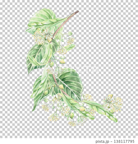 Curved branch of abundantly blooming linden tree. Isolated watercolor illustration for design of pharmaceutical products, cosmetics, eco-friendly products and drinks, food, health. Curved branch of abundantly blooming linden tree. Isolated watercolor illustration for design of pharmaceutical products, cosmetics, eco-friendly products and drinks, food, health. 138117795