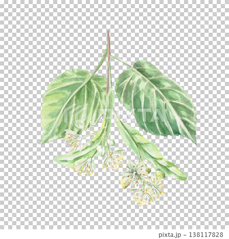 Linden blossoms with leaves. This isolated watercolor illustration is suitable for pharmaceutical product designs, menus, cosmetics, eco-friendly products, and holiday decorations. Linden blossoms with leaves. This isolated watercolor illustration is suitable for pharmaceutical product designs, menus, cosmetics, eco-friendly products, and holiday decorations. 138117828