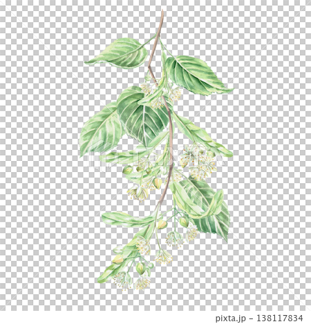 A blossoming linden branch. This isolated watercolor illustration is suitable for pharmaceutical product design, menus, cosmetics, eco-friendly products, and holiday decorations. 138117834
