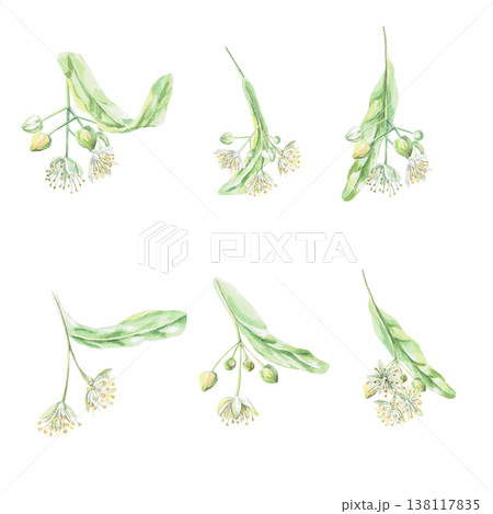 A set of watercolor illustrations of blooming linden trees. This isolated watercolor illustration is suitable for designing pharmaceuticals, cosmetics, eco-friendly products, and holiday decorations. 138117835