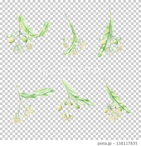 A set of watercolor illustrations of blooming linden trees. This isolated watercolor illustration is suitable for designing pharmaceuticals, cosmetics, eco-friendly products, and holiday decorations. 138117835