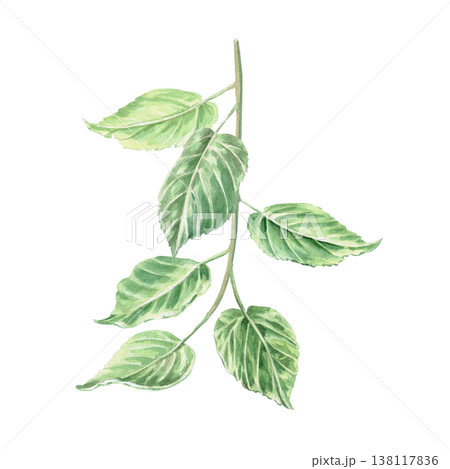 Linden branches, painted in watercolor. This isolated illustration is perfect for design, botany, nature, holidays, and eco-themes. 138117836