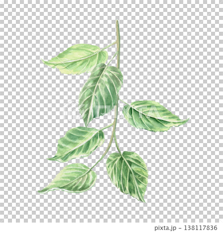 Linden branches, painted in watercolor. This isolated illustration is perfect for design, botany, nature, holidays, and eco-themes. 138117836