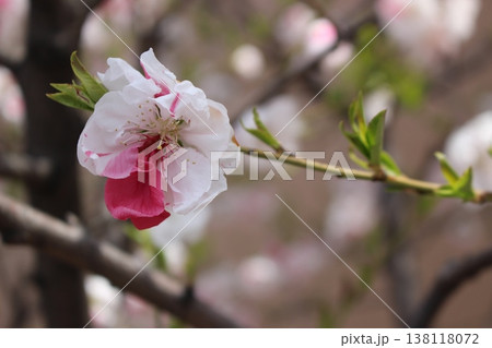 春の訪れを告げる さくら 桜 春の訪れを告げる さくら 桜 138118072