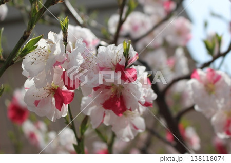 春の訪れを告げる さくら 桜 春の訪れを告げる さくら 桜 138118074