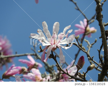春に咲くモクレン科の花「シデコブシ」 春に咲くモクレン科の花「シデコブシ」 138118328