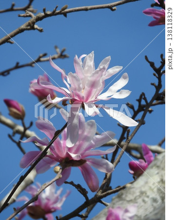春に咲くモクレン科の花「シデコブシ」 春に咲くモクレン科の花「シデコブシ」 138118329