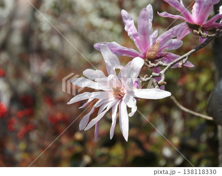 春に咲くモクレン科の花「シデコブシ」 春に咲くモクレン科の花「シデコブシ」 138118330