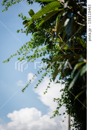 夏の青空と白い雲 夏の青空と白い雲 138118463