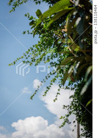 夏の青空と白い雲 夏の青空と白い雲 138118464