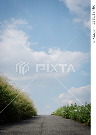 青空に伸びる草 青空に伸びる草 138118466