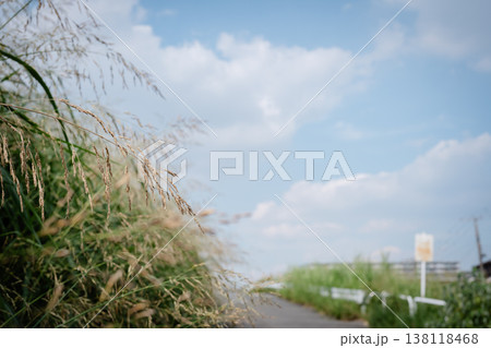 青空に伸びる草 青空に伸びる草 138118468