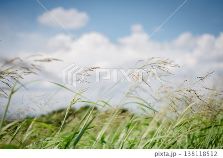 青空に伸びる草 青空に伸びる草 138118512