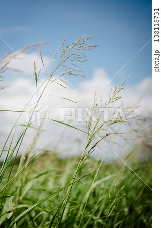 青空に伸びる草 138118731