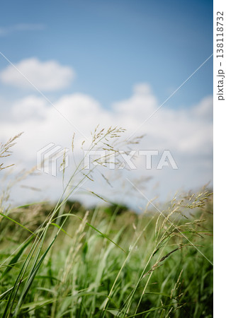 青空に伸びる草 青空に伸びる草 138118732
