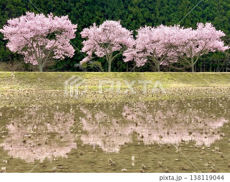 田んぼの水鏡(小彼岸桜の桜並木)〈名倉川(清水地区)/愛知県北設楽郡設楽町〉 田んぼの水鏡(小彼岸桜の桜並木)〈名倉川(清水地区)/愛知県北設楽郡設楽町〉 138119044