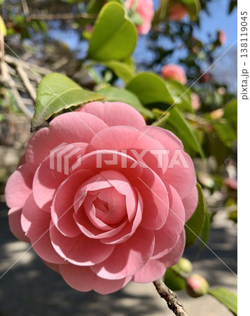 満開の椿の花(ピンク)一輪クローズアップ〈岡崎城公園/愛知県岡崎市〉 138119045