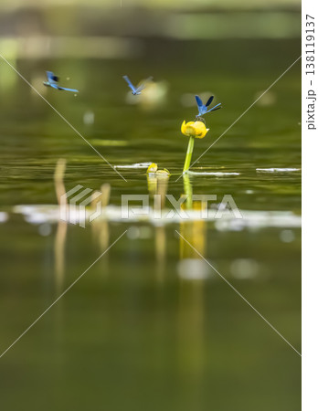 Blue damselfly resting on yellow water lily in pond 138119137
