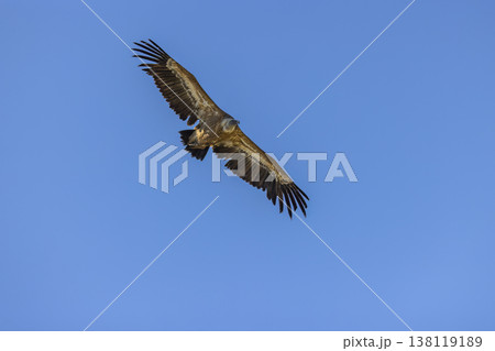 Griffon vulture soaring in blue sky above Verdon Gorges Griffon vulture soaring in blue sky above Verdon Gorges 138119189