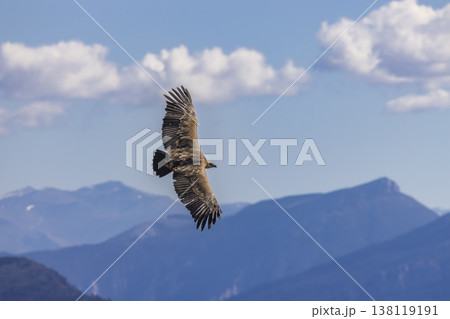 Griffon vulture flying over Verdon Gorge mountains in France Griffon vulture flying over Verdon Gorge mountains in France 138119191