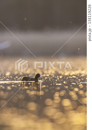 Eurasian coot swimming on tranquil Razice pond at sunrise 138119226