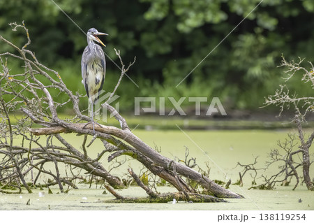 Grey heron resting on fallen tree over green pond in Prague Grey heron resting on fallen tree over green pond in Prague 138119254