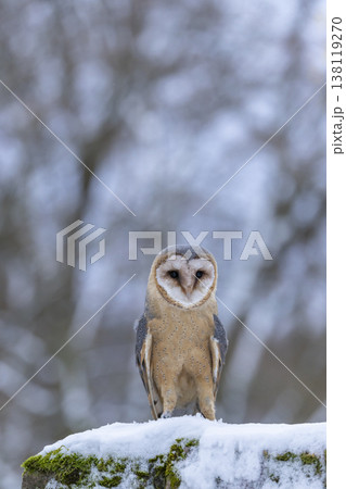 Barn owl standing on snow in winter forest Barn owl standing on snow in winter forest 138119270