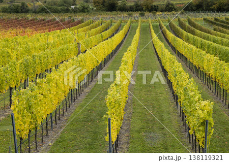 Vineyard rows showing autumn grape leaves in Lower Austria Vineyard rows showing autumn grape leaves in Lower Austria 138119321