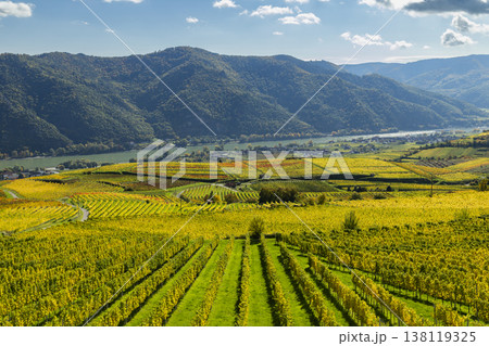 Wachau valley vineyards displaying autumn colors along Danube river 138119325