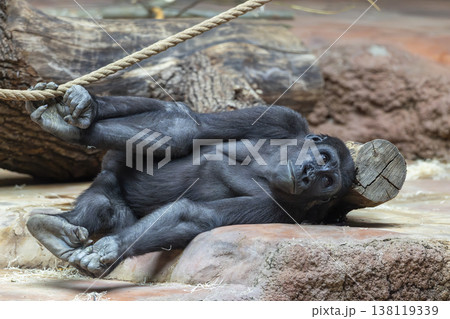 Gorilla lounging on rock holding rope at Prague zoo Gorilla lounging on rock holding rope at Prague zoo 138119339