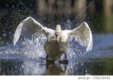 Mute swan landing on water splashing droplets Mute swan landing on water splashing droplets 138119342