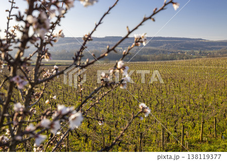 Almond blossoms framing spring vineyards in Chassagne Montrachet Almond blossoms framing spring vineyards in Chassagne Montrachet 138119377