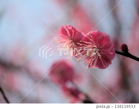 晴れた3月に美しく咲いた紅梅「緋の司（ヒノツカサ）」 138119533
