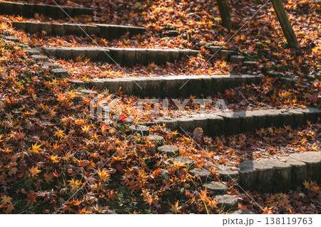 秋の落ち葉に包まれた石段とやわらかな木漏れ日 138119763