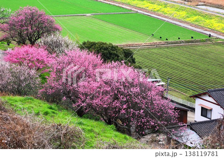 小城公園のツグミ 小城公園のツグミ 138119781