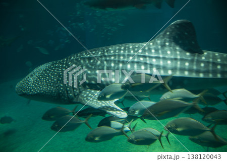 海遊館で泳ぐジンベイザメと一緒に泳ぐ魚たち 138120043