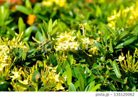 Ixora chinensis Lamk, Ixora spp or Zephyranthes or West Indian Jasmine or yellow ixora 138120062