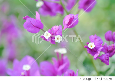 Bougainvillea or paper flower , pink paper flower Bougainvillea or paper flower , pink paper flower 138120076