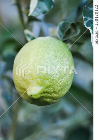 lemon tree or lemon plant , lemon on the tree lemon tree or lemon plant , lemon on the tree 138120122