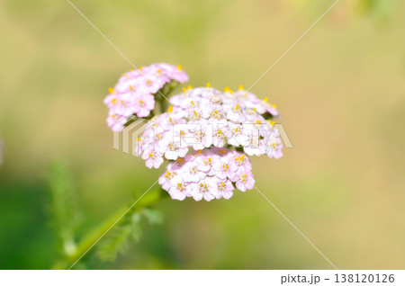 Achillea, Achillea millefolium or Achillea millefolium L or Asteraceae or Yarrow Achillea, Achillea millefolium or Achillea millefolium L or Asteraceae or Yarrow 138120126