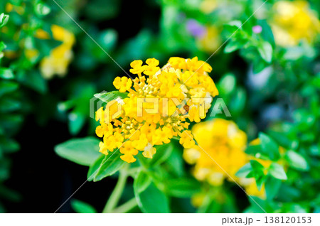 Lantana camara L, Cloth of gold or Hedge flower or Lantana or Weeping lantana or White sage or VERBENACEAE or yellow flower 138120153