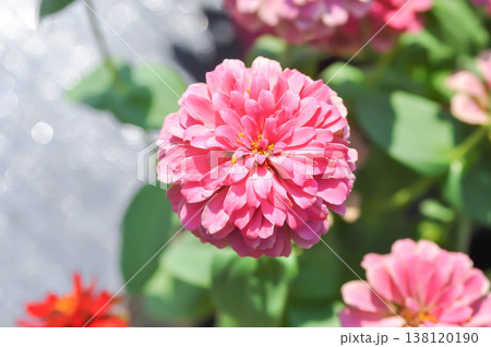 zinnia, elegant zinnia or  Pink Zinnia Flower or  Zinnia elegans or pink flower 138120190
